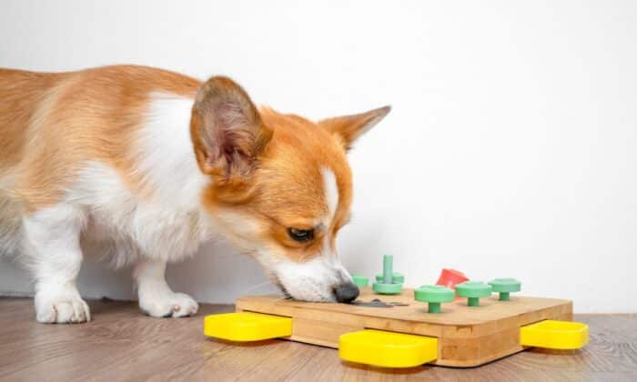 The-Importance-of-Mental-Stimulation-for-Pets-Games-and-Activities-to-Try