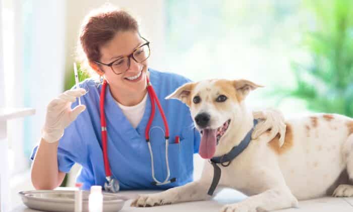 Pet Boarding Preparation: Essential Vaccinations and Health Tips